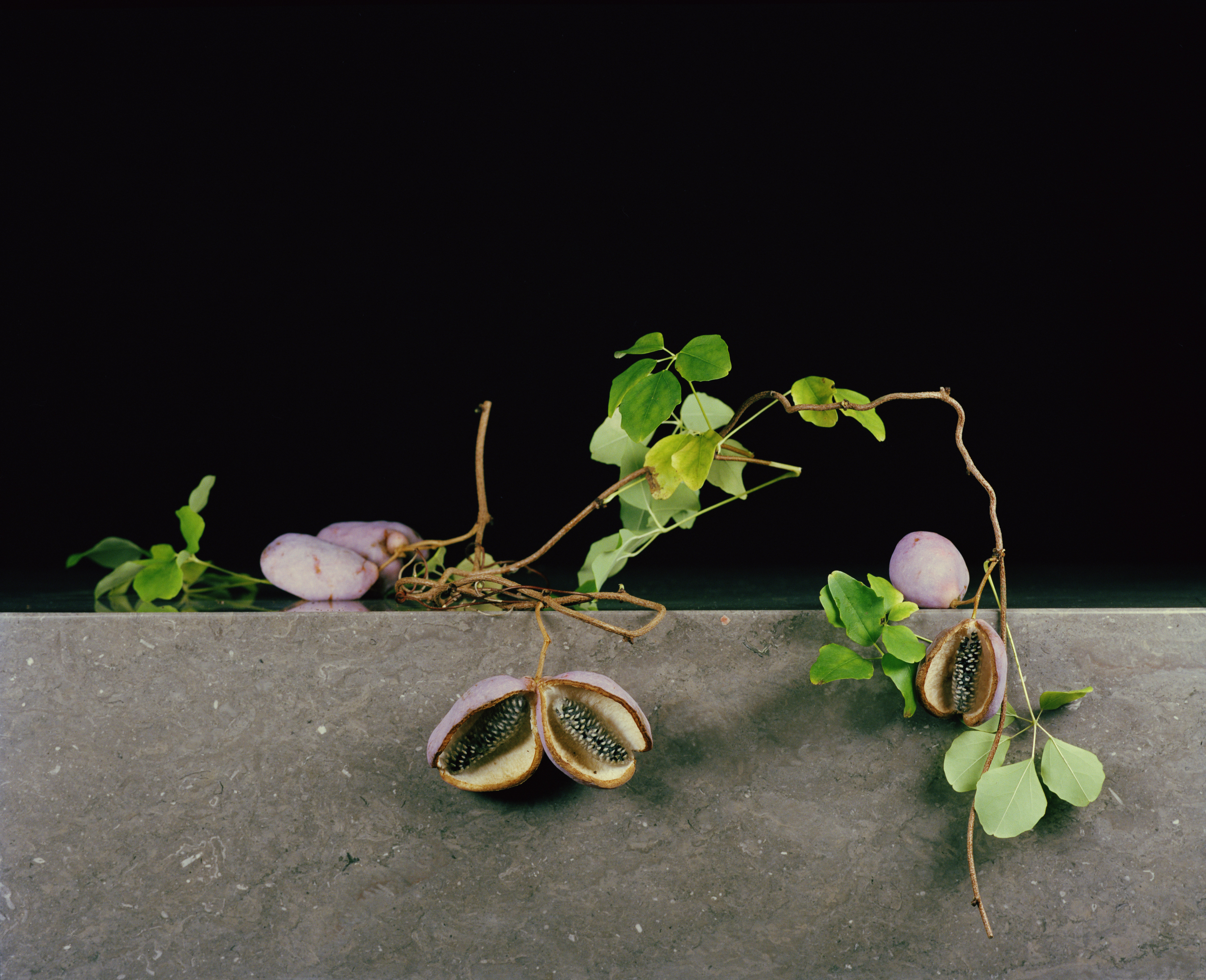 SH_Low Res_Wundergewaechs